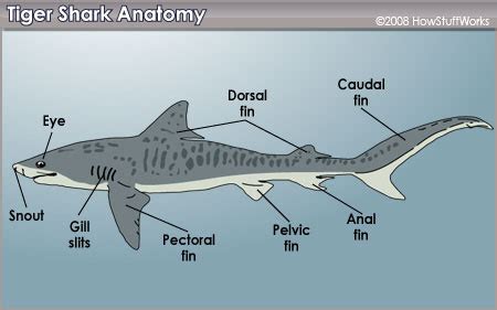 Tiger Shark Diagram