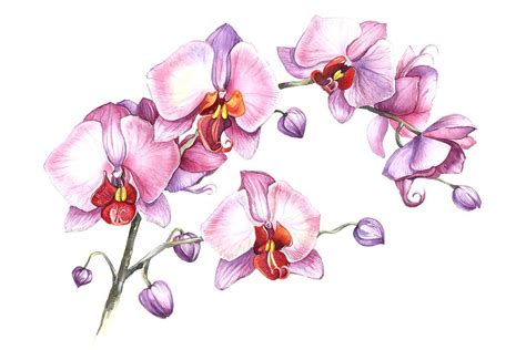 Watercolor Orchids Watercolor Orchids Watercolor Pattern Orchid Branch