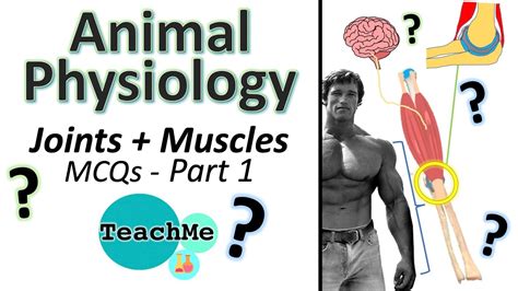 Ib Questions Joints Muscle Contraction Ib