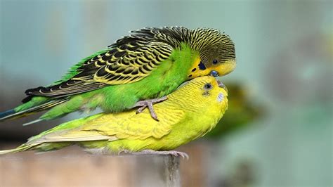 Budgies Parrots Mating | Birds Mating | Birds Love - YouTube