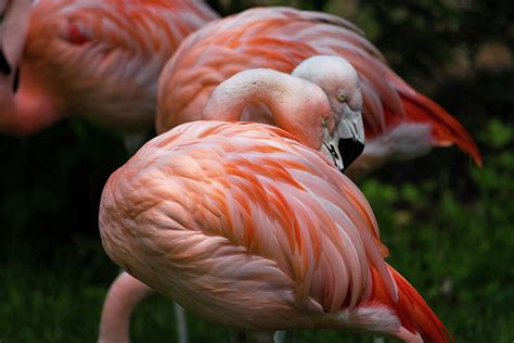 Flamingo Dance Photograph by G Garton - Fine Art America