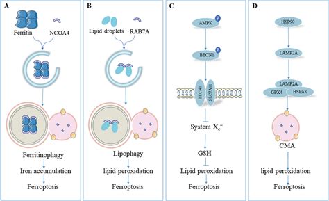 Role Of Autophagy And Lysosomes In Ferroptosis A Ncoa4 Mediated