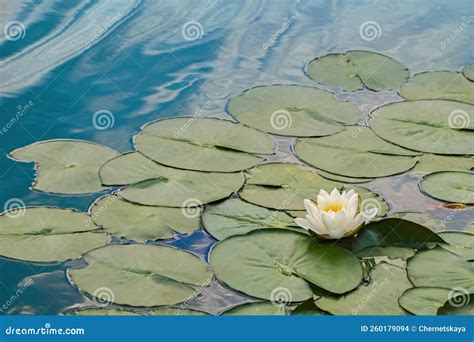 Pond With Beautiful Lotus Flower And Leaves Stock Photo Image Of