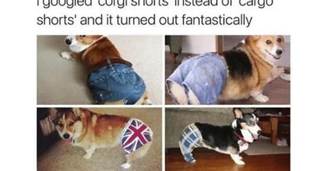 Corgi Shorts Album On Imgur