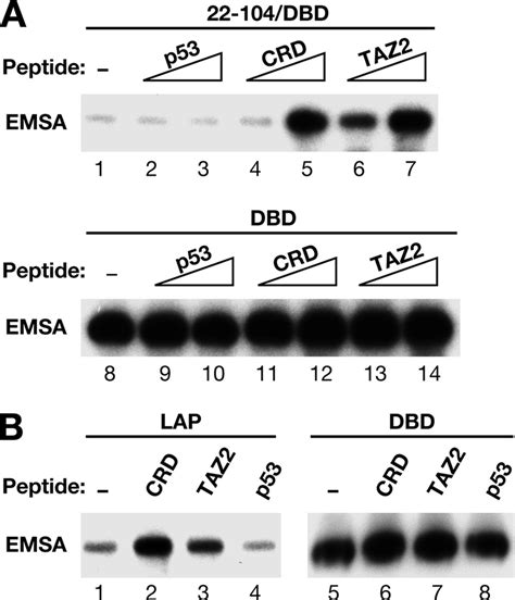 C Ebp Dna Binding Is Activated By The Presence Of P300 Taz2 Or A C Ebp