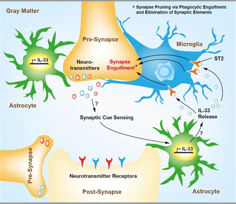 Interleukin 33 IL 33 A Potent Activator Of Type 2 Immune Responses