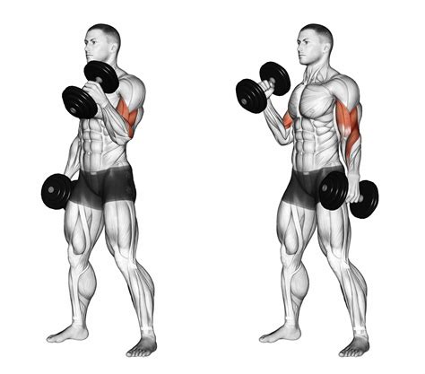exercises that work brachialis 11