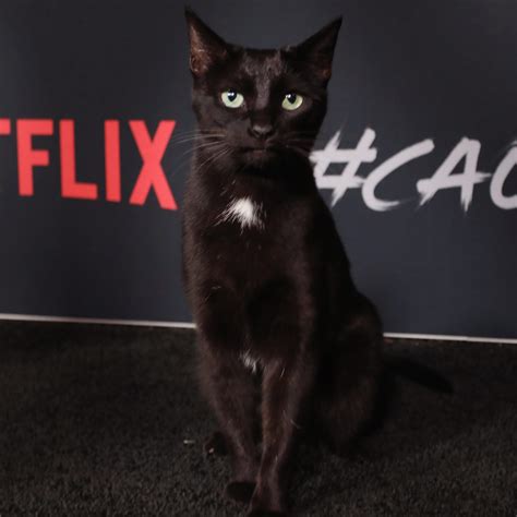 "Chilling Adventures of Sabrina" Star Salem the Cat Walked the Show's ...