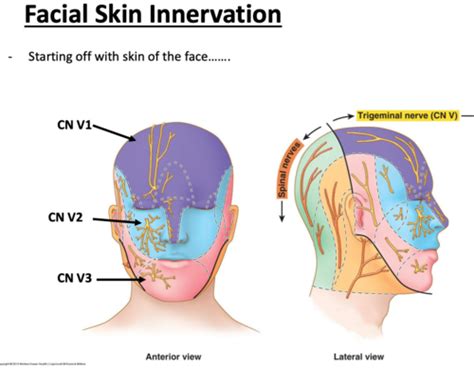 Intra And Extra Oral Surface Anatomy PART 1 Flashcards Quizlet