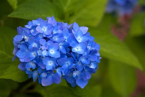 Gratis Afbeeldingen Natuur Bloesem Fabriek Bloem Bloemblad