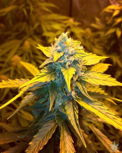 Strawberry Cough Seeds Feminized Strawberry Cough Strain Cannabis