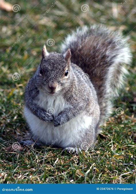 Grey Squirrel Royalty Free Stock Image 2389336