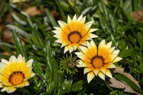 Vibrant Yellow Flowers Of An African Daisy Gazania Stock Photo Image