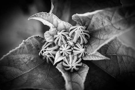 Good Flower Photography Tips Best Flower Site