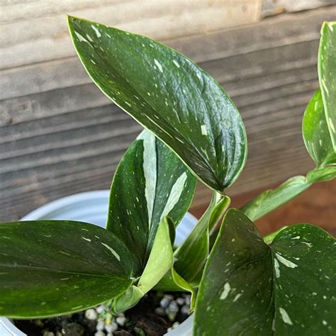 Monstera Standleyana Aurea Pot Plant Hawaii