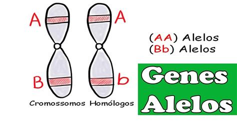 Homozigoto Recessivo - Exemplo Homozigoto Quadrado Punnett