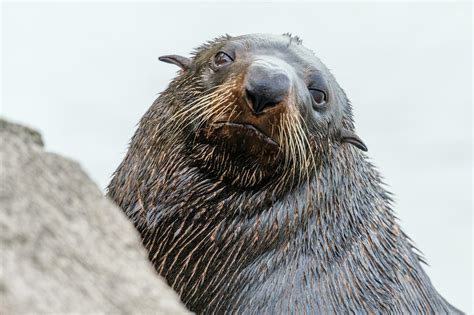 New Zealand Fur Seal 25932201 Stock Photo at Vecteezy