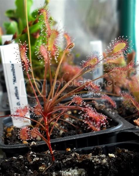 Drosera Affinis Photos