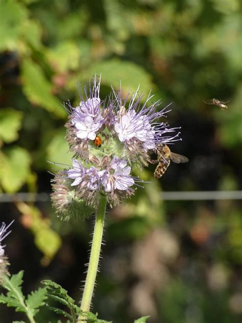 Fleur Les Abeilles Pollinisation Photo Gratuite Sur Pixabay Pixabay