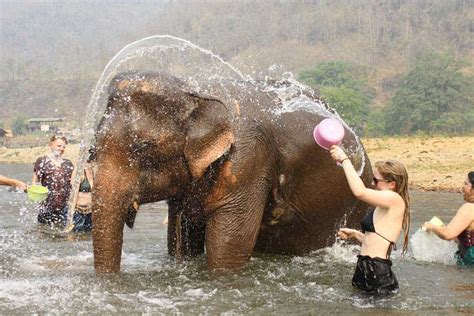 Los Mejores Santuarios De Elefantes En Chiang Mai