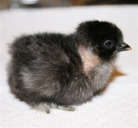 Reiki Ranch Has Naked Neck Chickens Reiki Ranch