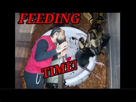 Another Epic Ball Python Feeding YouTube