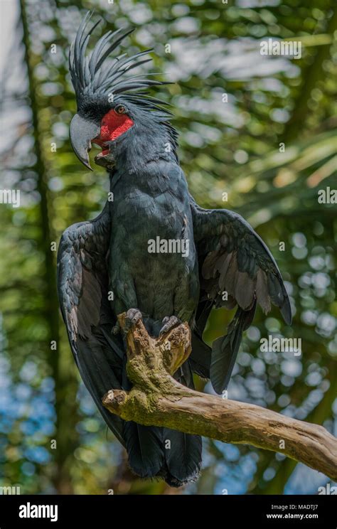 A palm cockatoo Stock Photo - Alamy