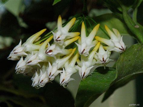 Forum / Obrázek : Voskovka (Hoya multiflora) | Garten.cz