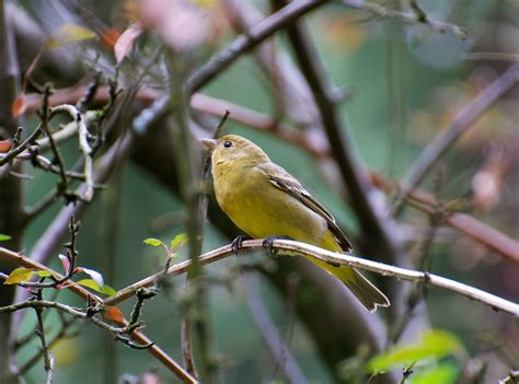 NW Bird Blog: Western Tanager - Female