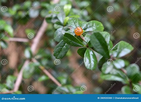 Ehretia Microphylla Synonym Carmona Retusa Also Known As The Fukien