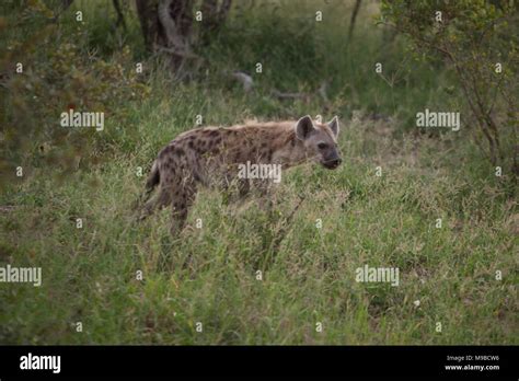 Spotted Hyena Hunting In Kruger South Africa Stock Photo Alamy