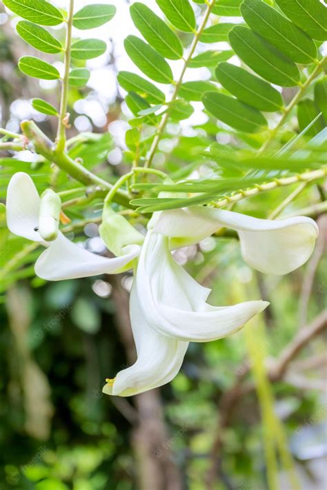 Premium Photo Sesbania Grandiflora Or Humming Bird Sesban Agasta Or