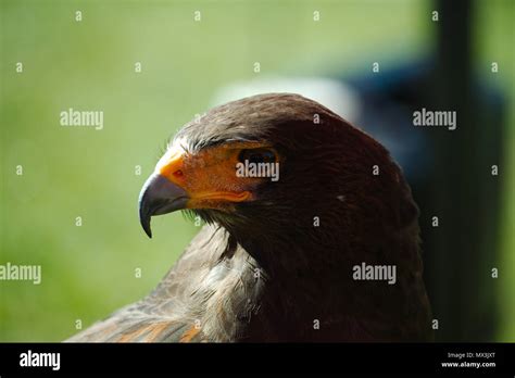 Hawk Red Beak High Resolution Stock Photography and Images - Alamy