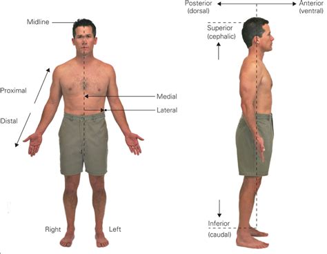 Anatomical Structures And Homeostasis