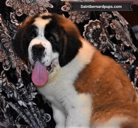 Last Litter AKC Saint Bernard Puppies For Sale