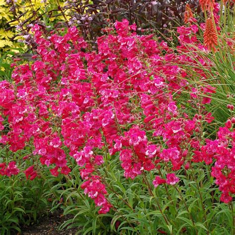 Penstemon CHA CHA Hot Pink TERRA NOVA Nurseries Inc