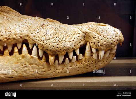 crocodile skeleton at natural history museum Stock Photo - Alamy