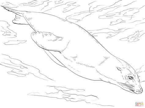 California Sea Lion Swimming Coloring Page Free Printable Coloring Pages