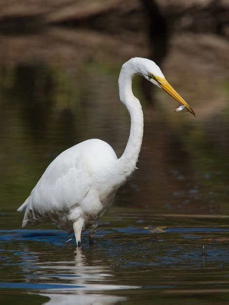 P Gina Im Genes De Cisnes Blancos Descarga Gratuita En Freepik