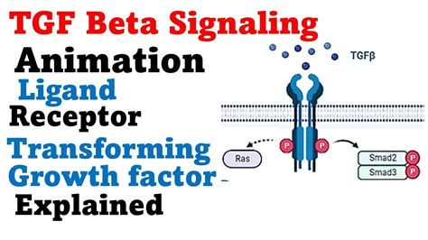 Tgf Beta Pathway Transforming Growth Factor Beta Signaling Youtube