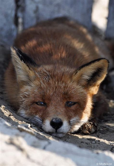 A Close Up Of A Fox Laying On The Ground