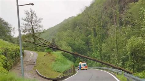 Maltempo In Friuli Venezia Giulia Tanti Interventi Per Alberi Spezzati