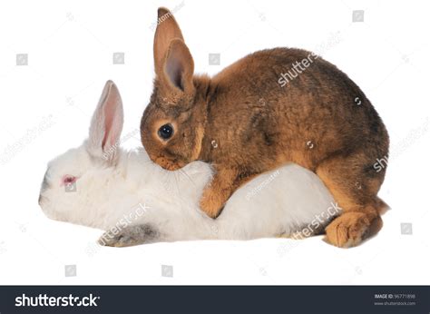Rabbits Are Engaged Sex On A White Background Stock Photo Shutterstock