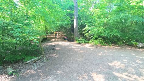 Ecclesall Woods Walks 3 Beautiful Routes 2025