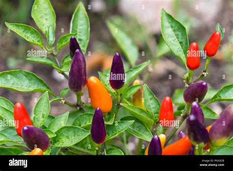 Small Red Hot Chili Peppers Close Up Capsicum Frutescens Growing Plant Detail Garden Bed