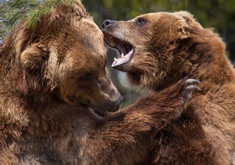 Медведь гризли: описание, где обитает, чем питается