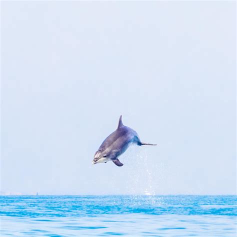 Delfines y Al Lark Saint Malo Bahía del Mont Saint Michel Turismo