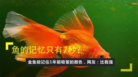 鱼的记忆只有7秒？金鱼能记住1年前吸管的颜色，网友：比我强！ 腾讯视频