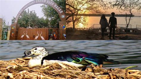 Okhla Bird Sanctuary Noida Timings And Entry Fee Indiachal