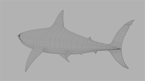 Shark 3D Model $9 - .blend - Free3D